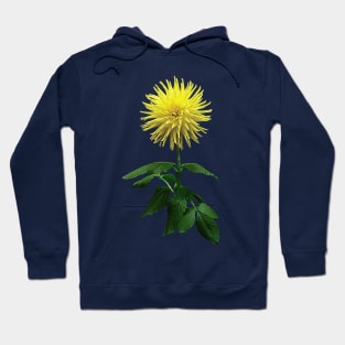 Yellow Dahlia Inland Dynasty Hoodie